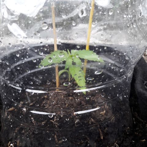Chalupas CBD growlog photo: Se midió la altura de la planta. El desarrollo vegetativo continua sin ningún inconveniente. Después de la medición se volvió a colocar la campana húmeda.