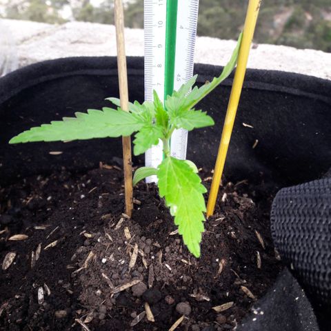 Chalupas CBD growlog photo: Hoy se realizó la medición y una inspección rápida del Estado nutricional y sanitario de la planta. No se encontraron síntomas de deficiencias nutricionales ni presencia de patógenos. Después de la inspección se volvió a colocar la campana húmeda.