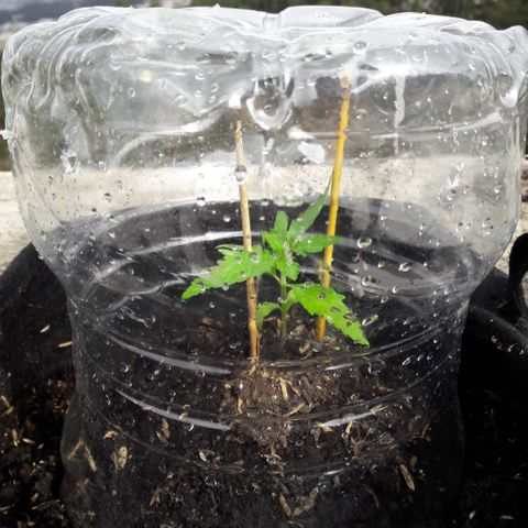 Chalupas CBD growlog photo: Hoy se realizó la medición y una inspección rápida del Estado nutricional y sanitario de la planta. No se encontraron síntomas de deficiencias nutricionales ni presencia de patógenos. Después de la inspección se volvió a colocar la campana húmeda.