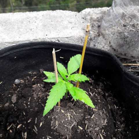 Chalupas CBD growlog photo: Hoy se midió la altura de la planta. También se realizó un aporque del suelo hacia el tallo de la planta.