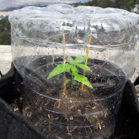 Chalupas CBD growlog photo: Hoy se midió la altura de la planta. También se realizó un aporque del suelo hacia el tallo de la planta.