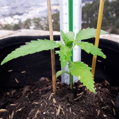 Chalupas CBD growlog photo: Hoy se midió la altura de la planta. También se realizó un aporque del suelo hacia el tallo de la planta.