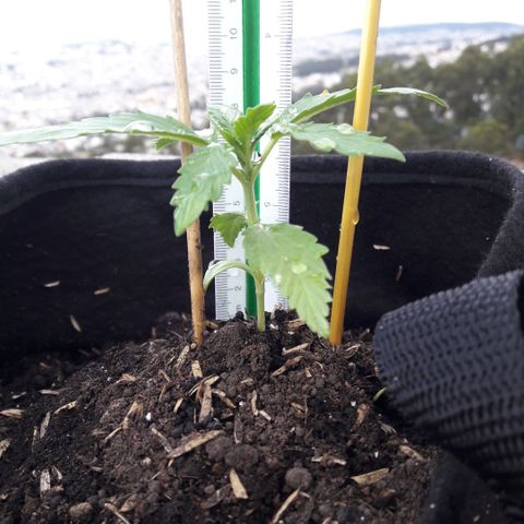 Chalupas CBD growlog photo: Hoy se realizó la medición de la planta. No se encontró ningún síntoma de deficiencias nutricionales ni presencia de patógenos. Después se volvió a colocar la campana húmeda.