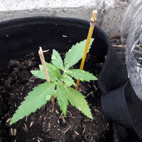 Chalupas CBD growlog timeline photo