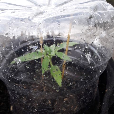 Chalupas CBD growlog timeline photo