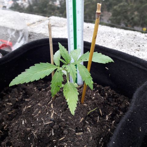 Chalupas CBD growlog photo: Hoy se realizó la medición de la planta y se realizó una inspección de sanidad. No se encontró ningún síntoma anormal. Después de la inspección se volvió a colocar la campana húmeda.