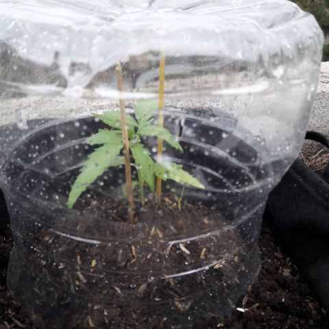 Chalupas CBD growlog photo: Hoy se realizó la medición de la planta y se realizó una inspección de sanidad. No se encontró ningún síntoma anormal. Después de la inspección se volvió a colocar la campana húmeda.