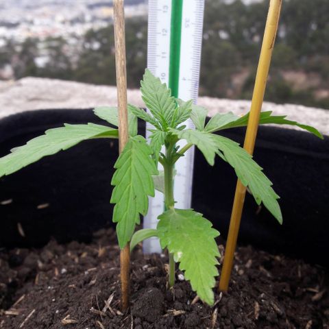 Chalupas CBD growlog photo: Hoy se realizó la medición de la planta y se rego 50 ml de agua.