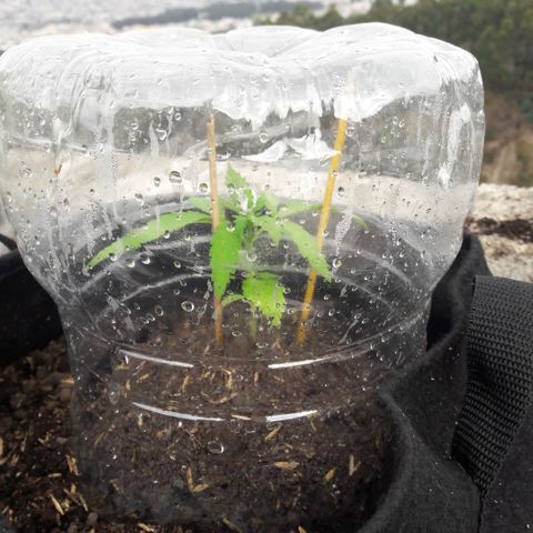Chalupas CBD growlog photo: Hoy se realizó la medición de la planta y se rego 50 ml de agua.