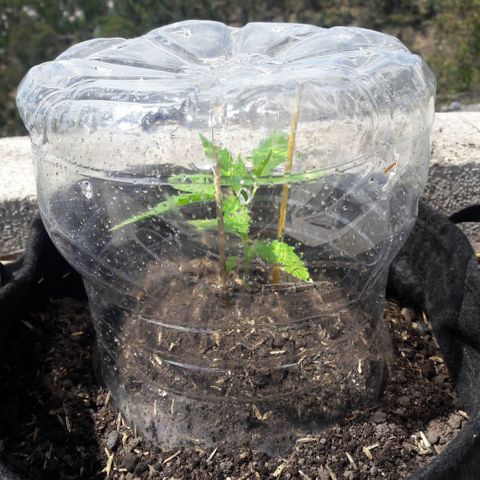 Chalupas CBD growlog photo: Hoy se realizó la medición de la altura de la planta. El desarrollo vegetativo continua sin ningún inconveniente.