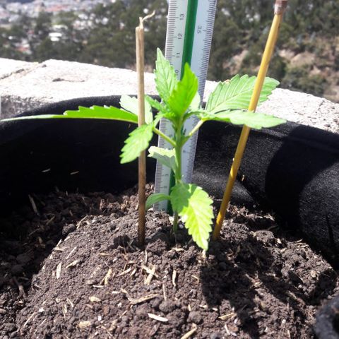 Chalupas CBD growlog photo: Hoy se realizó la medición de la altura de la planta. El desarrollo vegetativo continua sin ningún inconveniente.