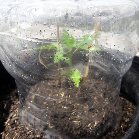 Chalupas CBD growlog photo: Hoy se realizó la medición de la planta. El desarrollo vegetativo continua sin ningún inconveniente.