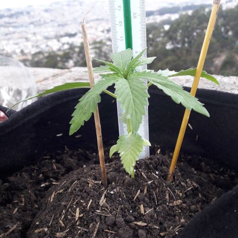 Chalupas CBD growlog photo: Hoy se realizó la medición de la planta y se rego 50 ml de agua. El desarrollo vegetativo continua sin ningún inconveniente.