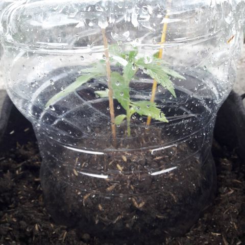 Chalupas CBD growlog photo: Hoy se realizó la medición de la planta y se rego 50 ml de agua. El desarrollo vegetativo continua sin ningún inconveniente.