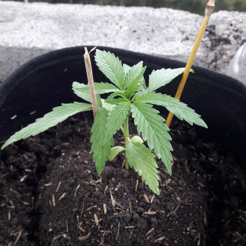 Chalupas CBD growlog photo: Hoy se realizó la medición de la planta y se rego 50 ml de agua. El desarrollo vegetativo continua sin ningún inconveniente.