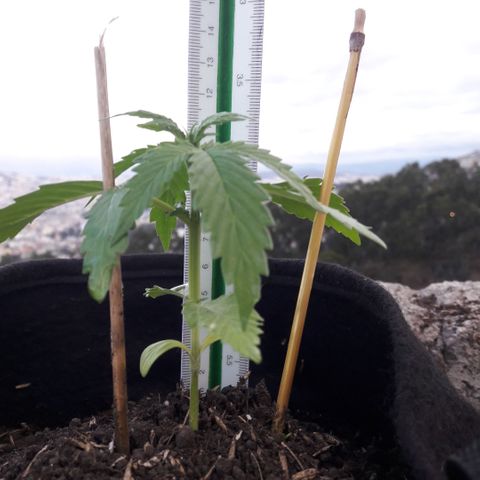 Chalupas CBD growlog photo: Hoy se realizó la medición de la altura de la planta y se realizó una inspección de sanidad. No se encontró ningún síntoma de deficiencias nutricionales ni presencia de patógenos.