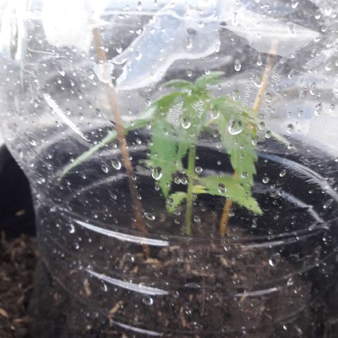 Chalupas CBD growlog photo: Hoy se realizó la medición de la altura de la planta y se realizó una inspección de sanidad. No se encontró ningún síntoma de deficiencias nutricionales ni presencia de patógenos.
