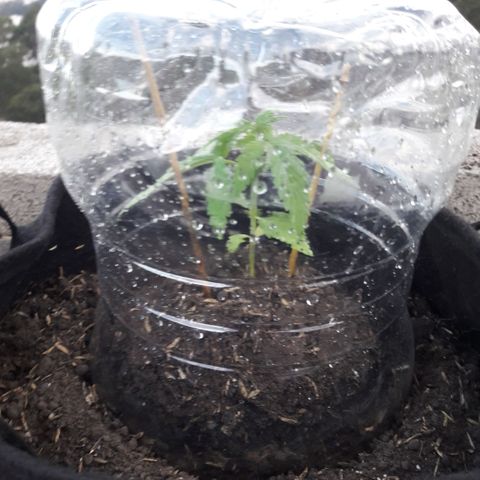 Chalupas CBD growlog timeline photo