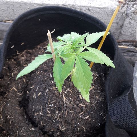 Chalupas CBD growlog photo: Hoy se realizó la medición de la planta y una inspección de sanidad. El desarrollo vegetativo continua sin ningún inconveniente.