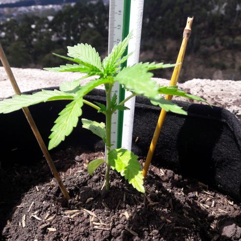 Chalupas CBD growlog timeline photo