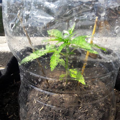 Chalupas CBD growlog timeline photo
