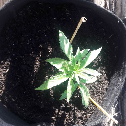 Chalupas CBD growlog photo: Hoy se realizó la medición de la planta. También  se agregó 250 gramos de sustrato profesional para el cultivo de Cannabis. El desarrollo vegetativo continua sin ningún inconveniente.