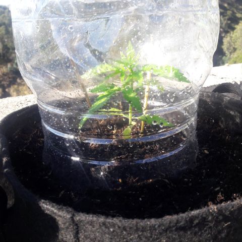 Chalupas CBD growlog photo: Hoy se realizó la medición de la planta. También  se agregó 250 gramos de sustrato profesional para el cultivo de Cannabis. El desarrollo vegetativo continua sin ningún inconveniente.