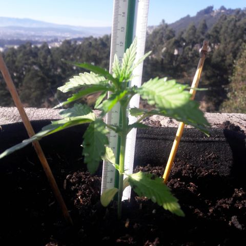 Chalupas CBD growlog photo: Hoy se realizó la medición de la planta. También  se agregó 250 gramos de sustrato profesional para el cultivo de Cannabis. El desarrollo vegetativo continua sin ningún inconveniente.