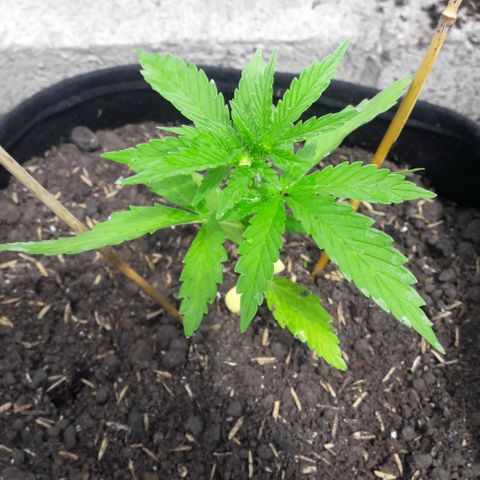 Chalupas CBD growlog photo: Hoy se realizó la medición de la planta. No se ha encontrado ningún síntoma de deficiencias nutricionales ni presencia de patógenos. Después de la inspección se volvió a colocar la campana húmeda.