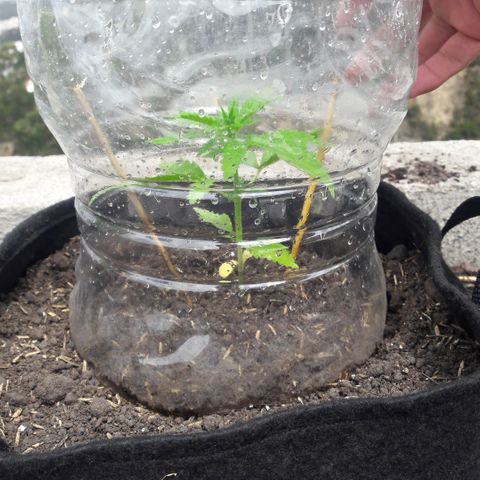 Chalupas CBD growlog photo: Hoy se realizó la medición de la planta. No se ha encontrado ningún síntoma de deficiencias nutricionales ni presencia de patógenos. Después de la inspección se volvió a colocar la campana húmeda.