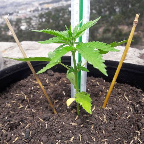 Chalupas CBD growlog photo: Hoy se realizó la medición de la planta. No se ha encontrado ningún síntoma de deficiencias nutricionales ni presencia de patógenos. Después de la inspección se volvió a colocar la campana húmeda.