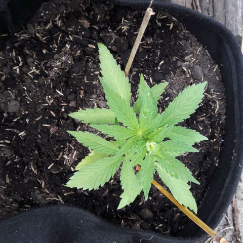 Chalupas CBD growlog photo: Hoy se realizó la medición de la planta. También se realizó una inspección de sanidad. No se encontró ningún síntoma de deficiencias nutricionales ni presencia de patógenos. Después de la inspección se volvió a colocar la campana húmeda.