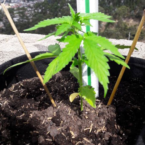 Chalupas CBD growlog photo: Hoy se realizó la medición de la planta. También se realizó una inspección de sanidad. No se encontró ningún síntoma de deficiencias nutricionales ni presencia de patógenos. Después de la inspección se volvió a colocar la campana húmeda.