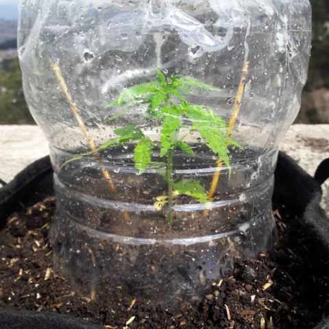 Chalupas CBD growlog photo: Hoy se realizó la medición de la planta. También se realizó una inspección de sanidad. No se encontró ningún síntoma de deficiencias nutricionales ni presencia de patógenos. Después de la inspección se volvió a colocar la campana húmeda.