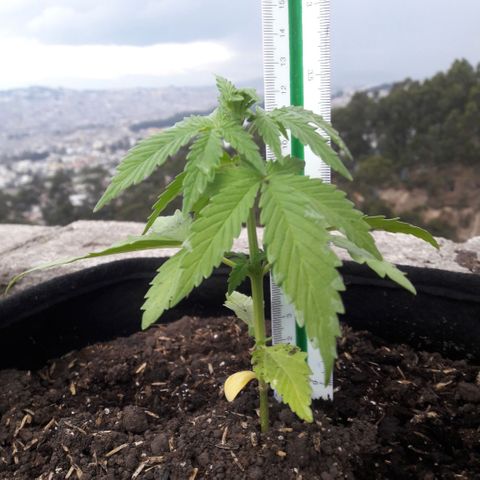 Chalupas CBD growlog photo: Hoy se realizó la medición de la planta y una inspección rápida del Estado nutricional y sanitario. No se encontró ningún síntoma anormal de deficiencias nutricionales ni presencia de patógenos.