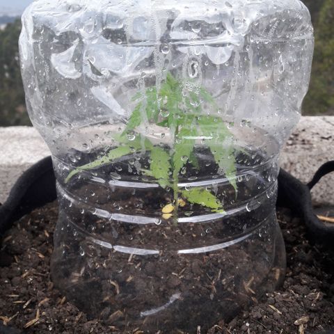 Chalupas CBD growlog photo: Hoy se realizó la medición de la planta y una inspección rápida del Estado nutricional y sanitario. No se encontró ningún síntoma anormal de deficiencias nutricionales ni presencia de patógenos.