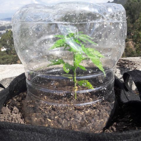 Chalupas CBD growlog photo: Hoy se realizó la medición de la planta y se realizó una inspección de sanidad. No se encontró ningún síntoma anormal de deficiencias nutricionales ni presencia de patógenos. Después de la inspección se volvió a colocar la campana húmeda.