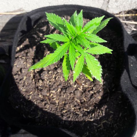 Chalupas CBD growlog photo: Hoy se realizó la medición de la planta y se realizó una inspección de sanidad. No se encontró ningún síntoma anormal de deficiencias nutricionales ni presencia de patógenos. Después de la inspección se volvió a colocar la campana húmeda.