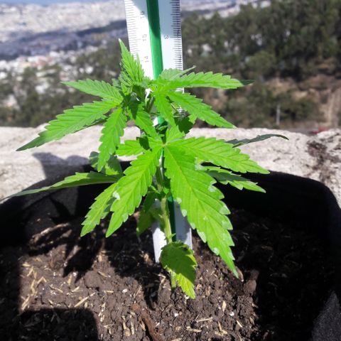 Chalupas CBD growlog photo: Hoy se realizó la medición de la planta y se realizó una inspección de sanidad. No se encontró ningún síntoma anormal de deficiencias nutricionales ni presencia de patógenos. Después de la inspección se volvió a colocar la campana húmeda.