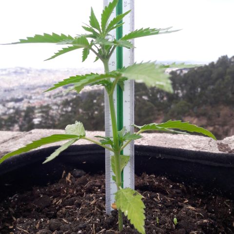 Chalupas CBD growlog photo: Hoy se realizó la medición de la altura de la planta. El desarrollo vegetativo continua sin ningún inconveniente.