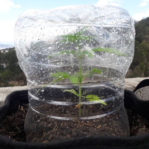 Chalupas CBD growlog photo: Hoy se realizó la medición de la altura de la planta. El desarrollo vegetativo continua sin ningún inconveniente.