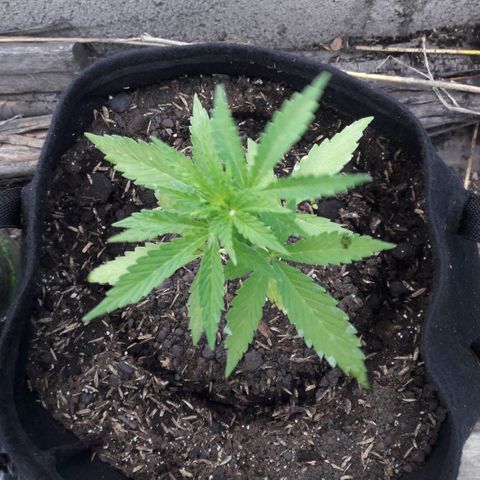 Chalupas CBD growlog photo: Hoy se realizó la medición de la altura de la planta. El desarrollo vegetativo continua sin ningún inconveniente.