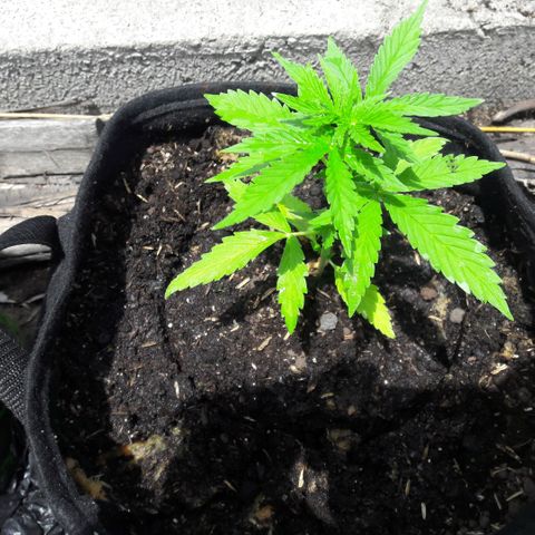 Chalupas CBD growlog photo: Hoy se realizó la medición de la altura de la planta. También se rego la planta con 150 ml de fertilizante casero realizado a partir de sávila, zanahoria y cebolla colorada. El desarrollo vegetativo continua sin ningún inconveniente. Después de la fertilización y la inspección se volvió a colocar la campana húmeda.