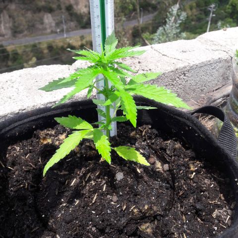 Chalupas CBD growlog photo: Hoy se realizó la medición de la altura de la planta. También se rego la planta con 150 ml de fertilizante casero realizado a partir de sávila, zanahoria y cebolla colorada. El desarrollo vegetativo continua sin ningún inconveniente. Después de la fertilización y la inspección se volvió a colocar la campana húmeda.