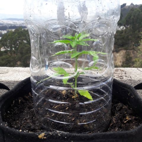 Chalupas CBD growlog photo: Hoy se realizó la medición de la altura de la planta. También se rego la planta con 150 ml de fertilizante casero realizado a partir de sávila, zanahoria y cebolla colorada. El desarrollo vegetativo continua sin ningún inconveniente. Después de la fertilización y la inspección se volvió a colocar la campana húmeda.