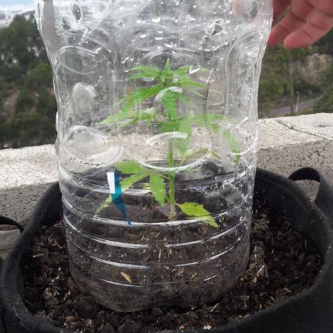 Chalupas CBD growlog photo: Hoy se realizó la medición de la altura de la planta. El desarrollo vegetativo continua sin ningún inconveniente. Después de la medición se volvió a colocar la campana húmeda.