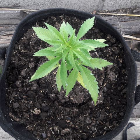 Chalupas CBD growlog photo: Hoy se realizó la medición de la altura de la planta. El desarrollo vegetativo continua sin ningún inconveniente. Después de la medición se volvió a colocar la campana húmeda.