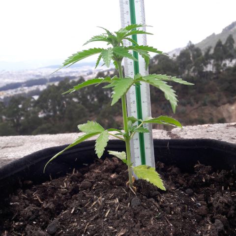 Chalupas CBD growlog photo: Hoy se realizó la medición de la altura de la planta. El desarrollo vegetativo continua sin ningún inconveniente. Después de la medición se volvió a colocar la campana húmeda.