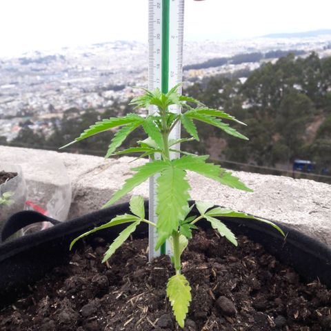 Chalupas CBD growlog photo: Hoy se realizó la medición de altura de la planta y se realizó una inspección de sanidad. No se encontró ningún síntoma anormal de deficiencias nutricionales ni presencia de patógenos. Después de la inspección se volvió a colocar la campana húmeda.