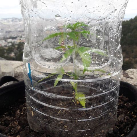 Chalupas CBD growlog photo: Hoy se realizó la medición de altura de la planta y se realizó una inspección de sanidad. No se encontró ningún síntoma anormal de deficiencias nutricionales ni presencia de patógenos. Después de la inspección se volvió a colocar la campana húmeda.